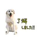 ラブラドールレトリバーのクィンちゃんと猫（個別スタンプ：1）