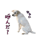 ラブラドールレトリバーのクィンちゃんと猫（個別スタンプ：2）