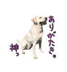 ラブラドールレトリバーのクィンちゃんと猫（個別スタンプ：4）