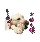 ラブラドールレトリバーのクィンちゃんと猫（個別スタンプ：5）
