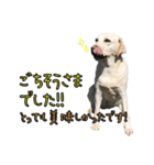 ラブラドールレトリバーのクィンちゃんと猫（個別スタンプ：6）