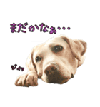 ラブラドールレトリバーのクィンちゃんと猫（個別スタンプ：7）