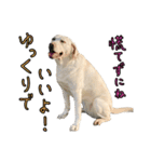 ラブラドールレトリバーのクィンちゃんと猫（個別スタンプ：8）