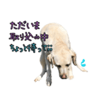 ラブラドールレトリバーのクィンちゃんと猫（個別スタンプ：9）