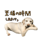ラブラドールレトリバーのクィンちゃんと猫（個別スタンプ：10）