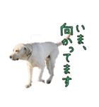 ラブラドールレトリバーのクィンちゃんと猫（個別スタンプ：11）