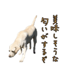 ラブラドールレトリバーのクィンちゃんと猫（個別スタンプ：12）