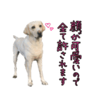 ラブラドールレトリバーのクィンちゃんと猫（個別スタンプ：15）