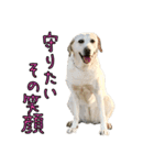 ラブラドールレトリバーのクィンちゃんと猫（個別スタンプ：16）