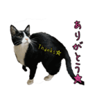 ラブラドールレトリバーのクィンちゃんと猫（個別スタンプ：17）