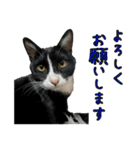 ラブラドールレトリバーのクィンちゃんと猫（個別スタンプ：18）