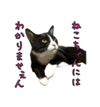 ラブラドールレトリバーのクィンちゃんと猫（個別スタンプ：19）