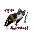 ラブラドールレトリバーのクィンちゃんと猫（個別スタンプ：20）