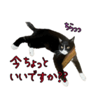 ラブラドールレトリバーのクィンちゃんと猫（個別スタンプ：21）