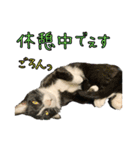 ラブラドールレトリバーのクィンちゃんと猫（個別スタンプ：22）