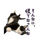 ラブラドールレトリバーのクィンちゃんと猫（個別スタンプ：23）