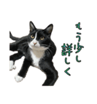 ラブラドールレトリバーのクィンちゃんと猫（個別スタンプ：24）