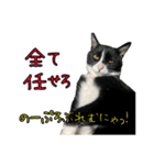 ラブラドールレトリバーのクィンちゃんと猫（個別スタンプ：25）