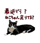 ラブラドールレトリバーのクィンちゃんと猫（個別スタンプ：26）