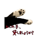 ラブラドールレトリバーのクィンちゃんと猫（個別スタンプ：27）