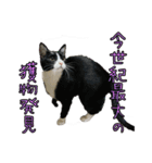 ラブラドールレトリバーのクィンちゃんと猫（個別スタンプ：28）