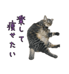 ラブラドールレトリバーのクィンちゃんと猫（個別スタンプ：29）