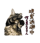 ラブラドールレトリバーのクィンちゃんと猫（個別スタンプ：30）