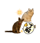 きゃっつ3（個別スタンプ：5）