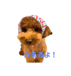 ポアロの日常生活（個別スタンプ：5）