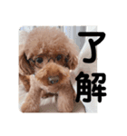 ポアロの日常生活（個別スタンプ：7）