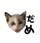 まろ＆もも（個別スタンプ：1）