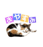まろ＆もも（個別スタンプ：2）