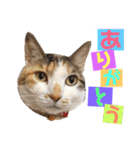 まろ＆もも（個別スタンプ：10）