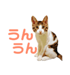 まろ＆もも（個別スタンプ：13）