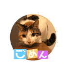 まろ＆もも（個別スタンプ：18）