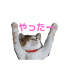 まろ＆もも（個別スタンプ：20）