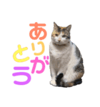 まろ＆もも（個別スタンプ：24）