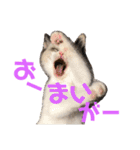 まろ＆もも（個別スタンプ：26）