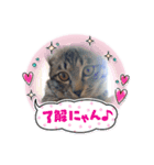 neko123456（個別スタンプ：6）