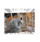 りんの日常。ときどきこむぱん。（個別スタンプ：1）