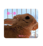 りんの日常。ときどきこむぱん。（個別スタンプ：4）