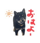 黒柴犬日常使いスタンプ（個別スタンプ：1）