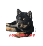黒柴犬日常使いスタンプ（個別スタンプ：2）