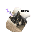 黒柴犬日常使いスタンプ（個別スタンプ：3）