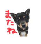 黒柴犬日常使いスタンプ（個別スタンプ：6）