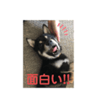 黒柴犬日常使いスタンプ（個別スタンプ：7）