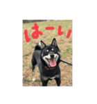 黒柴犬日常使いスタンプ（個別スタンプ：8）