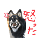 黒柴犬日常使いスタンプ（個別スタンプ：10）