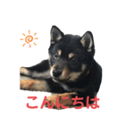 黒柴犬日常使いスタンプ（個別スタンプ：11）