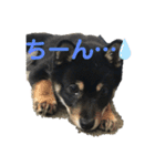 黒柴犬日常使いスタンプ（個別スタンプ：12）